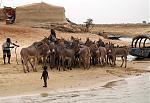This herd of donkeys needed ferried across the Niger river to Timbuktu